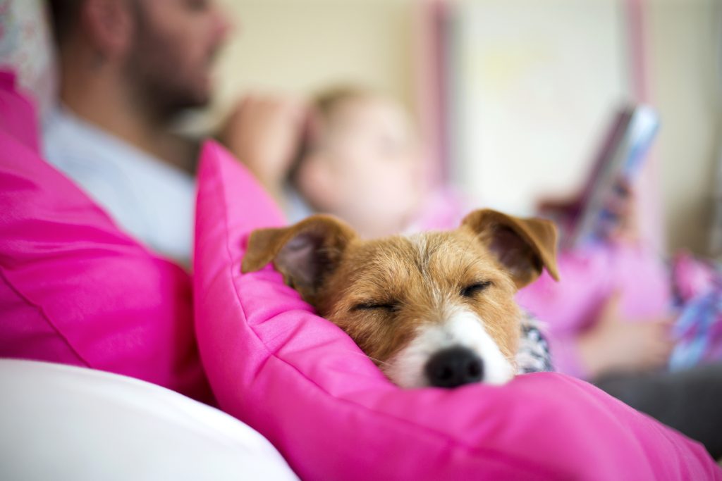 A small brown and white dog with floppy ears is sleeping peacefully on a hot pink pillow